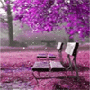 purple petals falling from blooming trees onto benches.