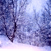 snow falling in a forest