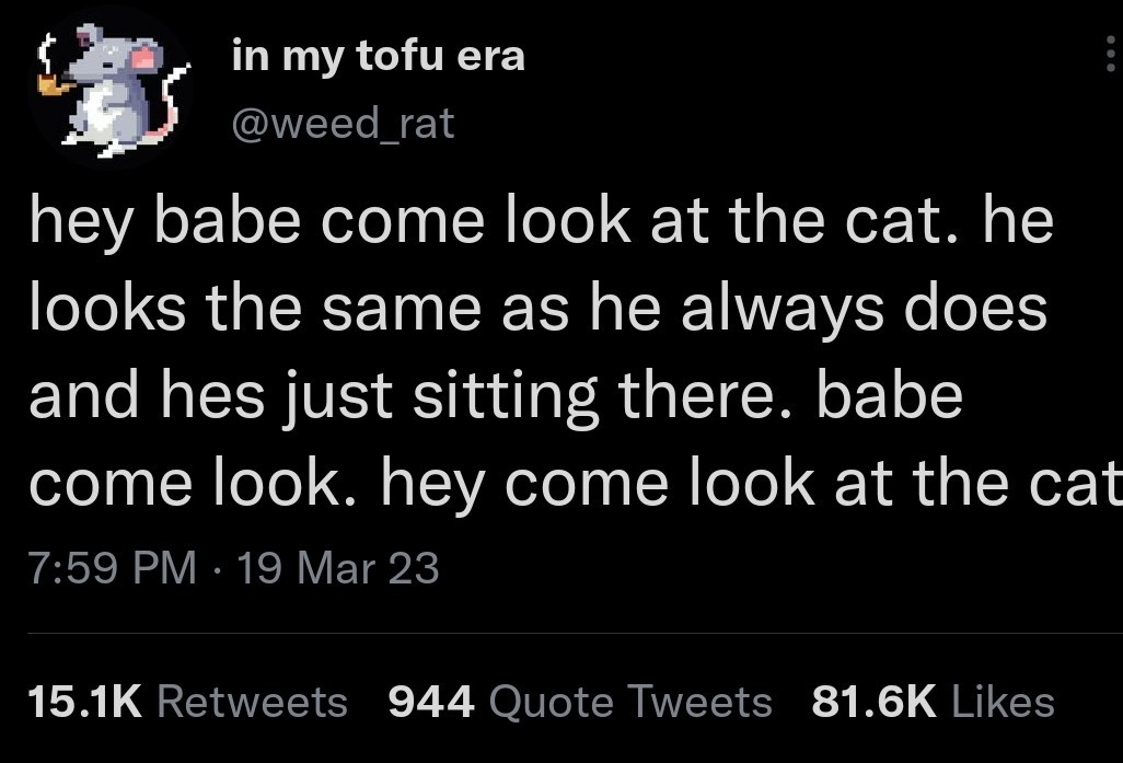 hey babe come look at the cat. he looks the same as he always does and he's just sitting there. babe come look. hey come look at the cat.