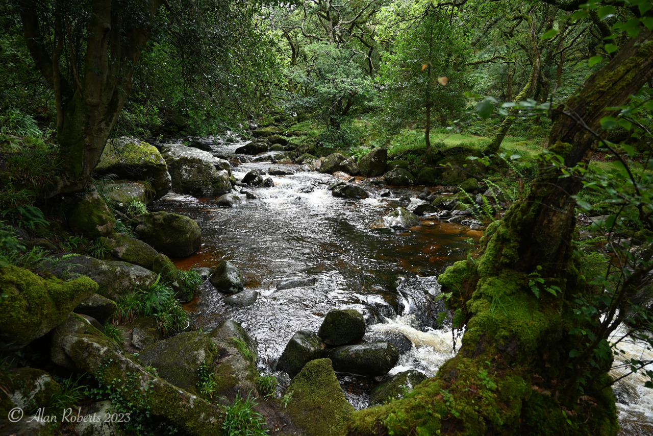 a mossy, rocky stream flows towards the viewer, surrounded by a dense old growth forest. this photo was taken by a. l. roberts of the dewerside woods in dartmoor, u.k.