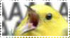 a bird yelling AAAAAAA